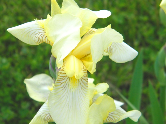 Iris flavescens sidrunkollane iiris