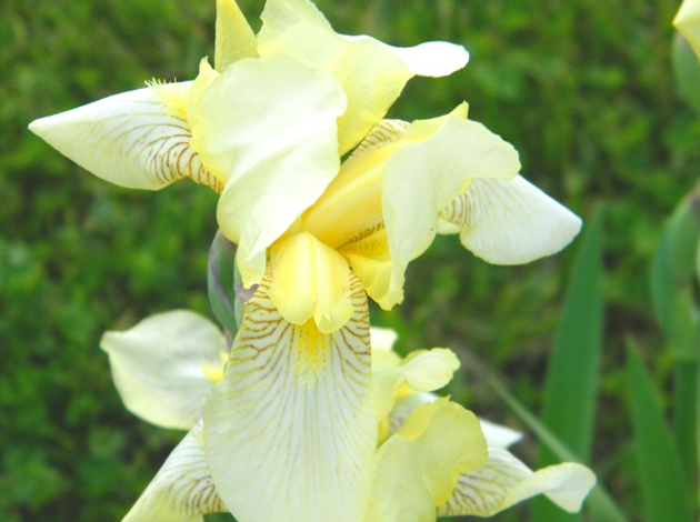 Iris flavescens