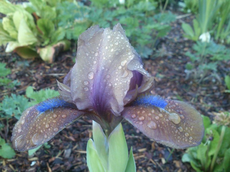 Iris pumila ’Dacota' Pikkukurjenmiekka