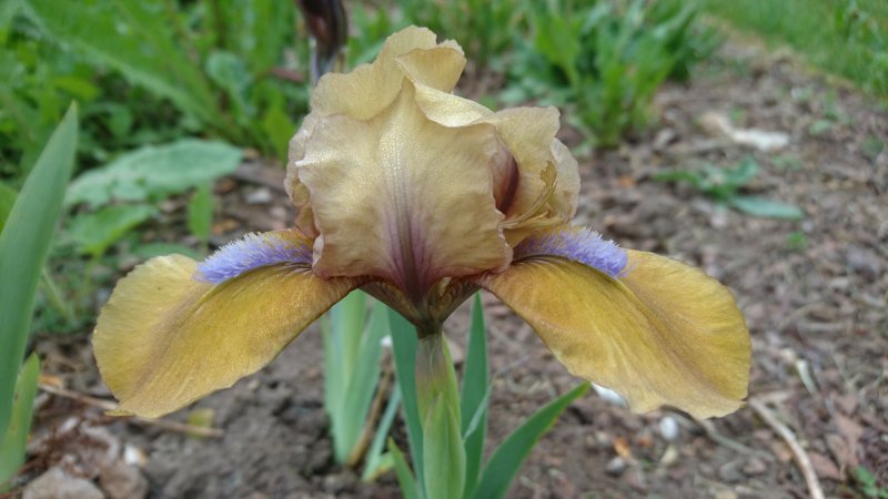 Iris pumila ’Dacota' Pikkukurjenmiekka