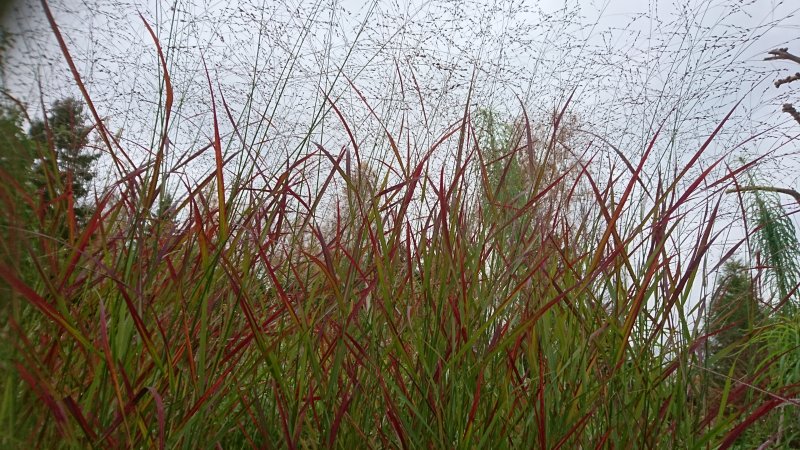 Panicum virgatum 'Rotstrahlbusch' Просо прутьевидное