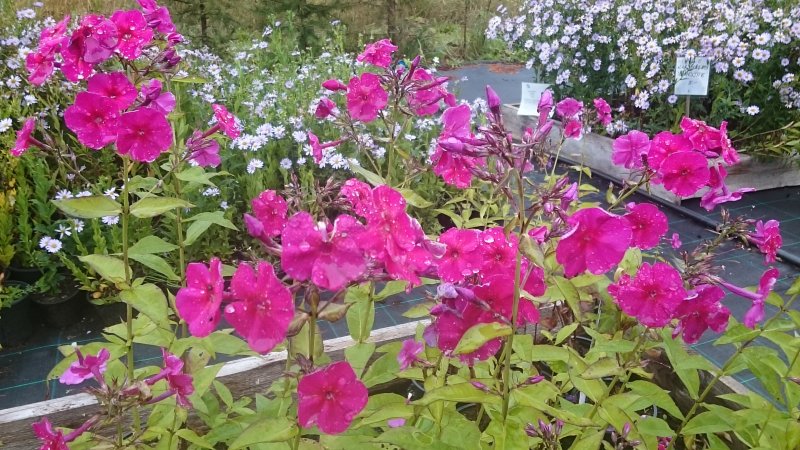 Phlox paniculata 'Adessa Special Fire' aed-leeklill