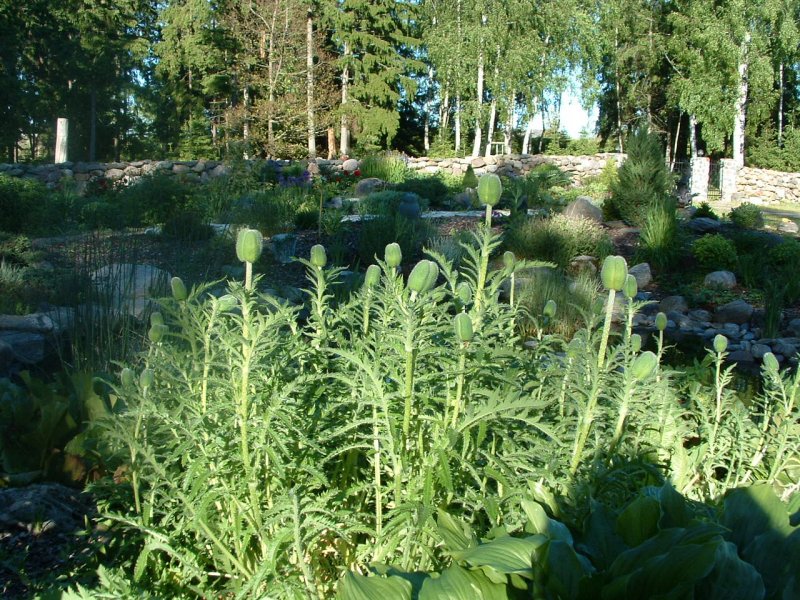 Papaver orientalis Tarhaidänunikko