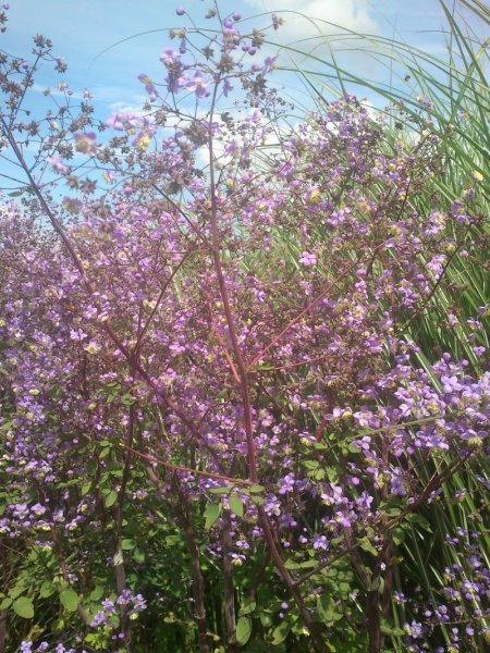 Thalictrum rochebrunianum Василистник Рохбруна