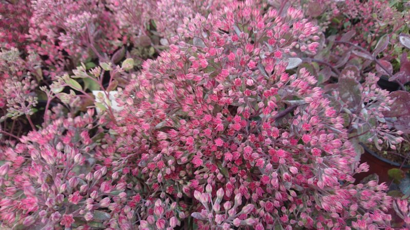 Sedum cauticolum 'Robustrum' Очитник наутесный