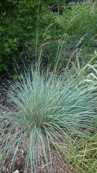 Helictotrichon sempervirens 'Pendula'