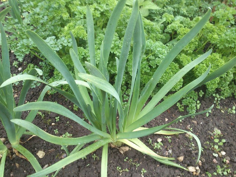 Allium nutans Longus lauk