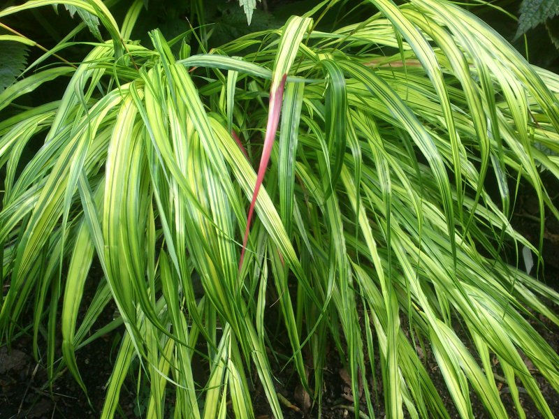 Hakonechloa macra 'Aureola' Hakoneheinä