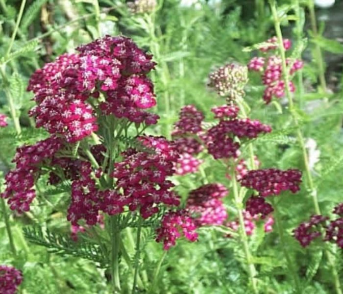 Achillea millefolium 'Sammetriese' Harilik raudrohi