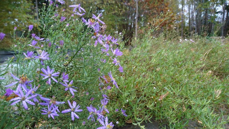 Aster sedifolius 'Nanus' Pikkukutriasteri