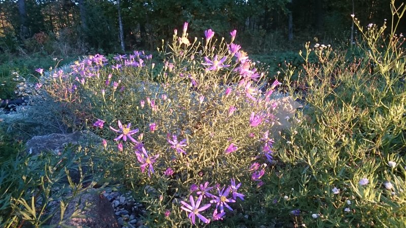 Aster sedifolius 'Nanus'