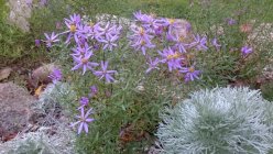 Aster sedifolius 'Nanus' Pikkukutriasteri