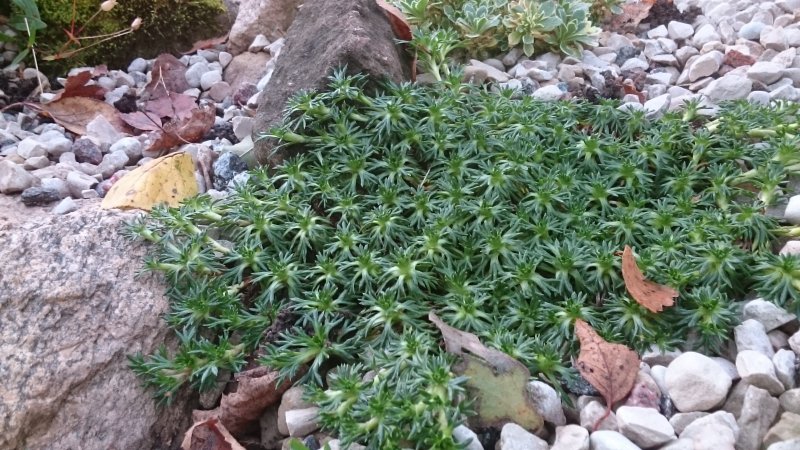 Azorella trifurcata 'Nana' Азорелла