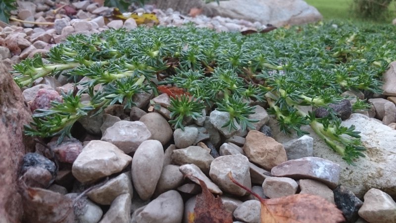 Azorella trifurcata 'Nana' Азорелла