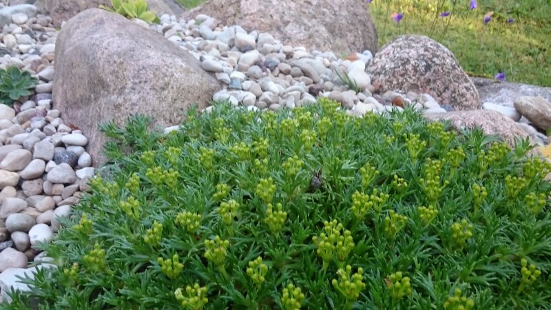 Azorella trifurcata 'Nana' Atsorella