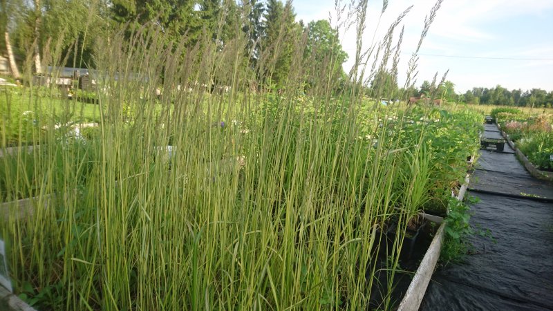 Calamagrostis x acutiflora 'England' Вейник тростниковый