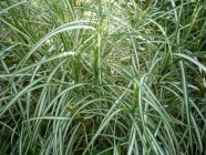 Carex muskingumensis 'Bicolor Fountain'