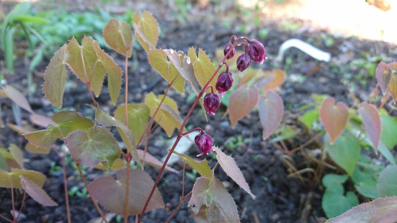 Epimedium grandiflorum 'Rose Queen'