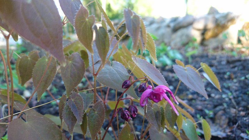 Epimedium grandiflorum 'Rose Queen'