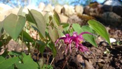 Epimedium grandiflorum 'Rose Queen'