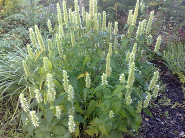 Agastache foeniculum 'Alabaster' Агастахис