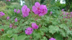 Geranium x cantabrigiense 'Karmina' Герань кембриджская