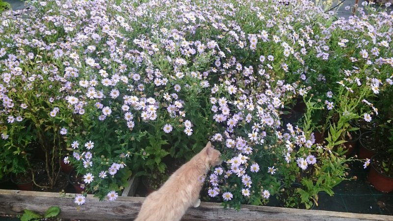 Kalimeris incisa 'Blue Star'