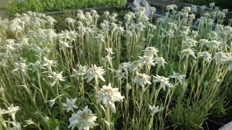 Leontopodium alpinum 'Matterhorn' Эдельвейс альпийский