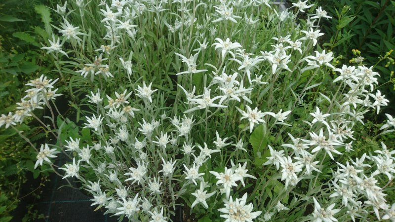 Leontopodium alpinum 'Zugspitze'