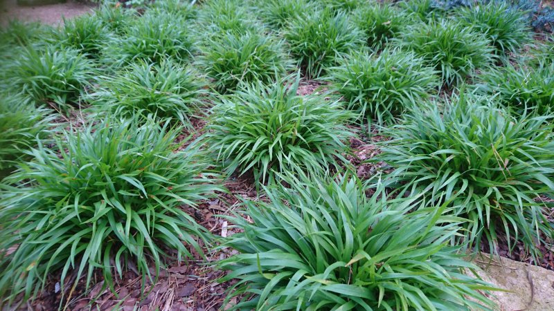 Luzula pilosa 'Igel' Kevätpiipo