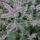 Mentha longifolia 'Buddleia' Pikalehine münt