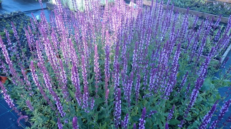 Salvia nemorosa 'Amethyst'