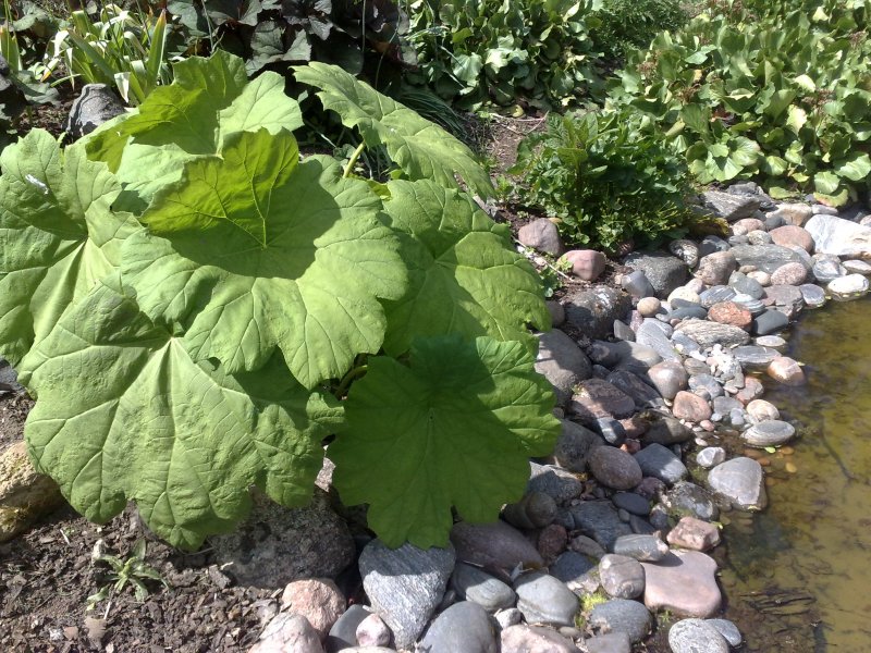 Astilboides tabularis Kilpiangervo