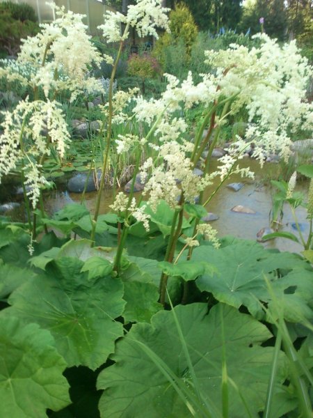 Astilboides tabularis Kilpiangervo