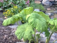 water plants