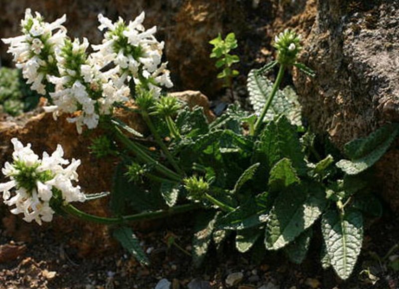 Betonica nivea (Stachys nivea; S.discolor Чистец разноцветный­