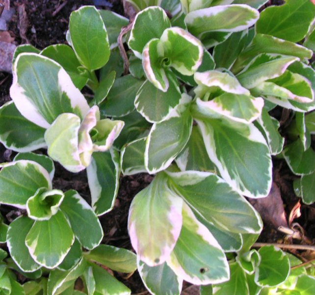 Veronica gentianoides 'Variegata' Gentian speedwell