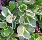 Veronica gentianoides 'Variegata' Unelmatädyke