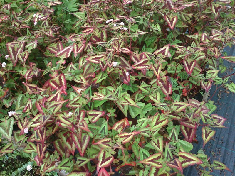 Persicaria runcinata ‘Purple Fantasy’ (Persicaria microcephala  Pisipäine  kirbutatar