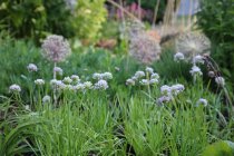 Allium lusitanicum 'Summer Beauty