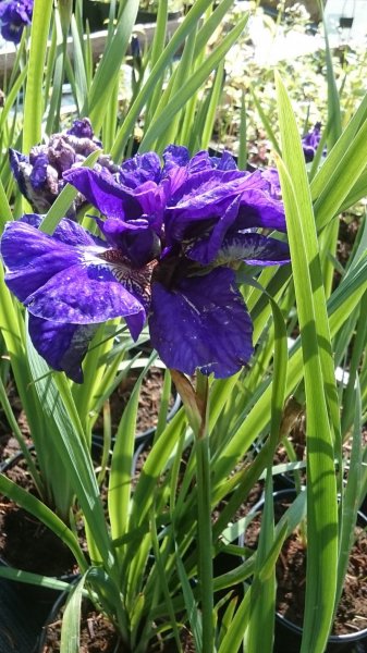 Iris sibirica 'Concord Crush'