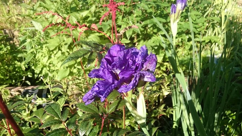 Iris sibirica 'Concord Crush' Siberi iiris