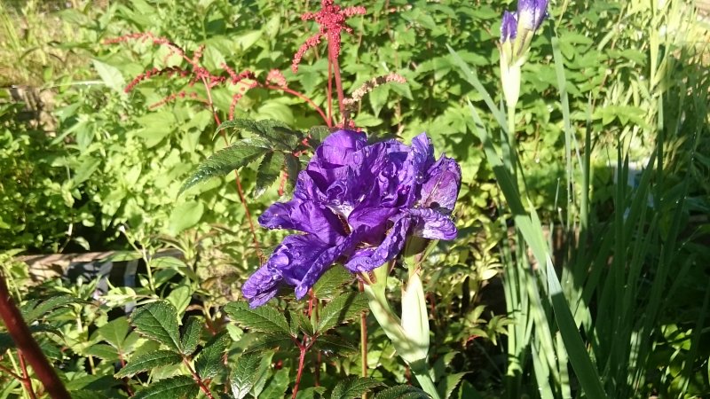 Iris sibirica 'Concord Crush'