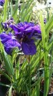 Iris sibirica 'Concord Crush' Siberi iiris