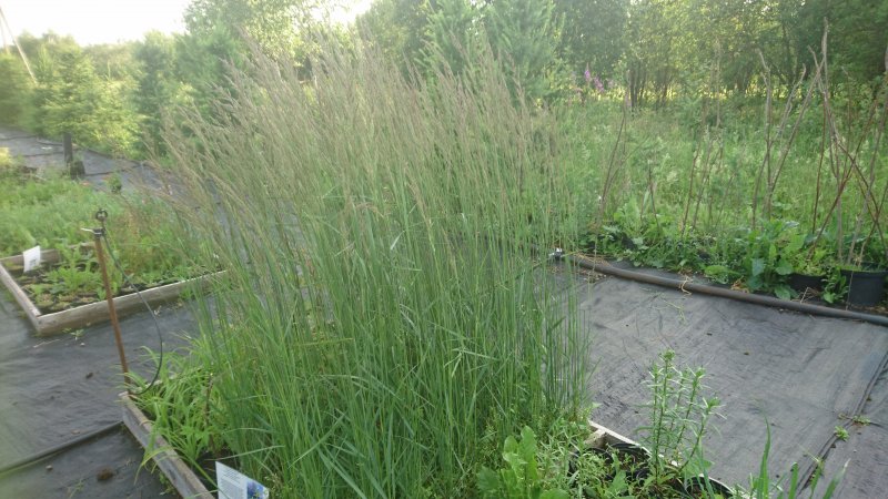 Calamagrostis x acutiflora 'Karl Foerster' Вейник остроцветковый