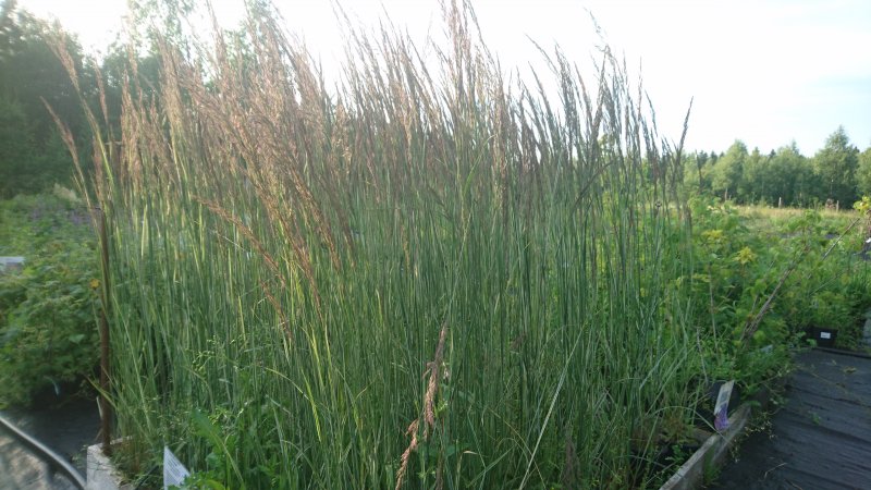 Calamagrostis x acutiflora 'Karl Foerster' Вейник остроцветковый