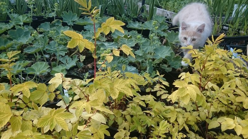 Filipendula ulmaria 'Aurea' Harilik angervaks