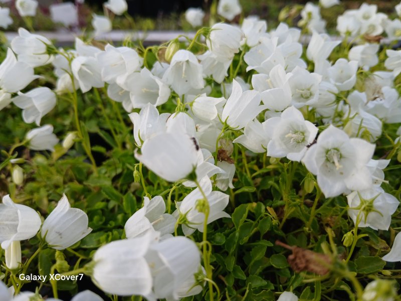 Campanula cochleariifolia 'Alba' Колокольчик ложечницелистный