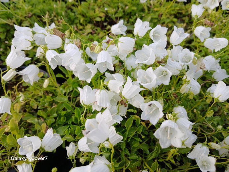 Campanula cochleariifolia 'Alba' Колокольчик ложечницелистный