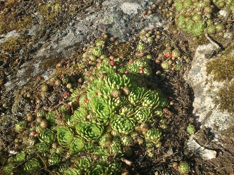 Jovibarba sobolifera võsu-liivsibul